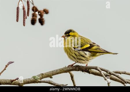 Yellowhammer, Emberiza citrinella männlich, Nahaufnahme. Auf einem Zweig sitzen. Auf der Suche nach Essen. Unscharfer Hintergrund, isoliert. Trencin, Slowakei Stockfoto