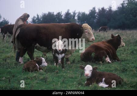 Francis Parfitt mit Vieh, die sie bewirtschaftet. Spargrove Manor House, Batcombe, Somerset. 1988 1980er Jahre Großbritannien. Das heruntergekommene, mit Wassergraben versehene Manor House wurde von den zurückgezogen lebenden Schwestern der Familie Parfitt besetzt, die in Armut lebten, während sie noch versuchten, ihre Farm zu erhalten. Francis trägt eine Art Entlassung über Kopf und Körper, um zu tragen. Das Herrenhaus war seit über 200 Jahren in ihrer Familie. HOMER SYKES Stockfoto