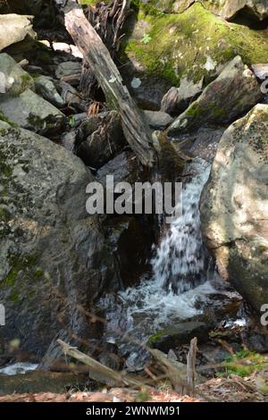 Kleiner Bach, der durch glatte Felsen in Wäldern fällt Stockfoto