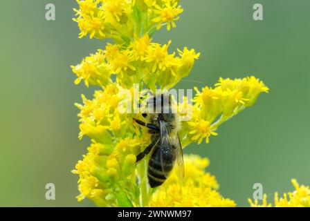 Honigbiene, APIs mellifera Nahaufnahme. Regungslos auf einer gelben Wiesenblume sitzen. Am Morgen Tau. Seitenansicht, Nahaufnahme. Isoliert. Trencin, Slowakei Stockfoto