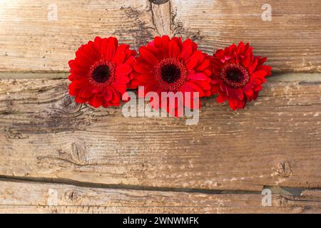 Rote Gerbera-Blumen auf hölzernem Hintergrund - Nahaufnahme Stockfoto