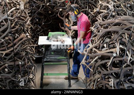 19/09/12 ***FAO JANET TOMLINSON*** Foto zeigt: George Turton (19) schneidet die 1000 Geweihe dieser Woche im Pure Dog Warehouse in der Nähe von so in Hundeschauen Stockfoto