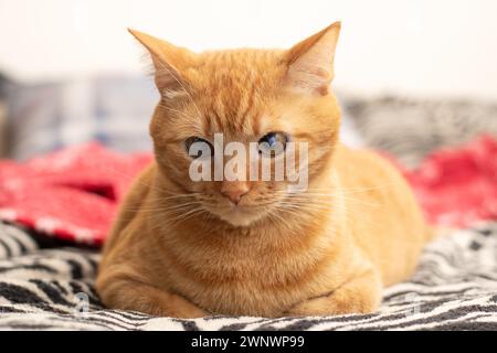 Süße Ingwerkatze, die nah auf dem Bett liegt Stockfoto