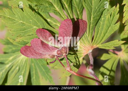 Paare geflügelter roter samaras auf einem japanischen Ahorn (Acer palmatum) gegen attraktive hellgrüne, tief zerlegte Blätter eines Zierbaums. Juni Stockfoto