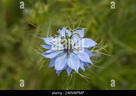 Liebe im Nebel (Nigella damascena) Blume blassblaue Sepalen und Blütenblätter an der Basis der Antheren, Pistil mit fünf Stilen und multifiden Involucre. Stockfoto