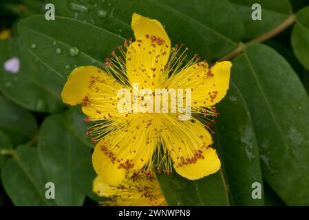 Scharonrose (Hypericum calycinum), niederwüchsiger Sträucher mit gelber Blüte mit zahlreichen gelben Staubblättern und roten Antheren, Juni Stockfoto