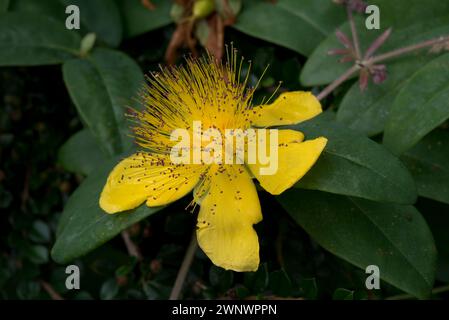 Scharonrose (Hypericum calycinum), niederwüchsiger Sträucher mit gelber Blüte mit zahlreichen gelben Staubblättern und roten Antheren, Juni Stockfoto