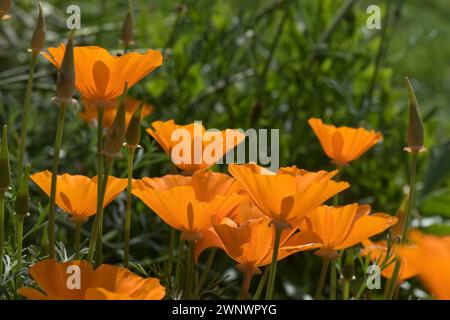 Lebhafte orangenförmige Blüten von kalifornischem Mohn (Eschscholzia californica), eine mehrjährige oder jährliche Ziergartenpflanze, Juli Stockfoto