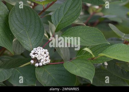 Cornus alba „Sibirica“, roter Hartholz mit großen grünen ovaten Blättern und schneeweißen Früchten oder Beeren im Frühherbst, Berkshire, September Stockfoto