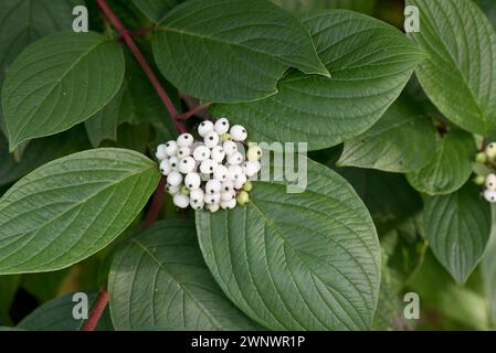 Cornus alba „Sibirica“, roter Hartholz mit großen grünen ovaten Blättern und schneeweißen Früchten oder Beeren im Frühherbst, Berkshire, September Stockfoto