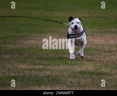 Glücklicher Hund, der zur Kamera läuft Stockfoto