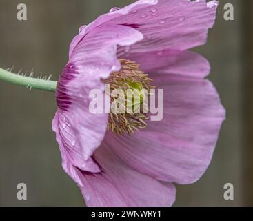 Opium Poppy von der Seite Stockfoto