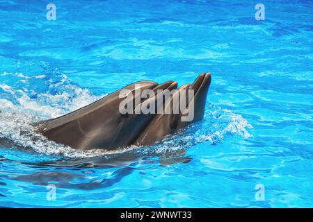 Ein paar verspielte Delfine, die nachts im Wasser schwimmen Stockfoto