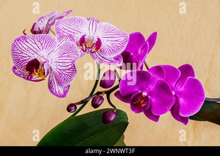 Zwei Orchideen auf einem Stoffhintergrund. Schöne Innenblumen aus der Nähe. Stockfoto