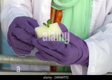 Kartoffelpflanzenanbautechnik mit Aeroponsystem im Gewächshaus. Stockfoto