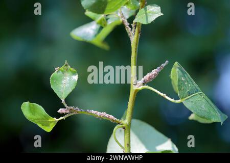 Birnengras-Blattlaus (Melanaphis pyraria) und Birnenpsychologie, Europäischer Birnensauger (Cacopsylla pyri). Eine Kolonie flügelloser Insekten auf Birnenblatt und Triebe. Stockfoto