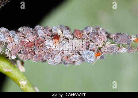 Birnengras-Blattlaus (Melanaphis pyraria). Eine Kolonie flügelloser Insekten auf Birnenblatt und Triebe. Stockfoto