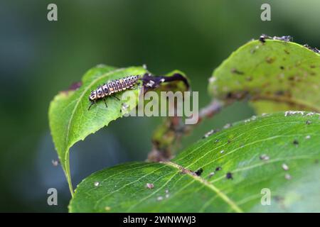 Birnengras-Blattlaus (Melanaphis pyraria) und eine Marienkäfer-Larve auf der Jagd nach ihnen. Eine Kolonie flügelloser Insekten auf Birnenblatt und Triebe. Stockfoto