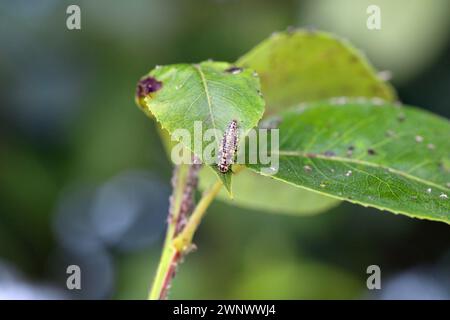 Birnengras-Blattlaus (Melanaphis pyraria) und eine Marienkäfer-Larve auf der Jagd nach ihnen. Eine Kolonie flügelloser Insekten auf Birnenblatt und Triebe. Stockfoto