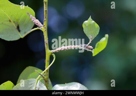 Birnengras-Blattlaus (Melanaphis pyraria) und Birnenpsychologie, Europäischer Birnensauger (Cacopsylla pyri). Eine Kolonie flügelloser Insekten auf Birnenblatt und Triebe. Stockfoto