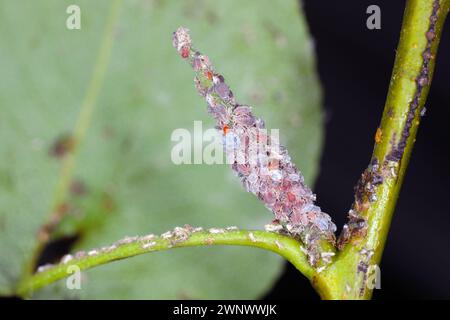 Birnengras-Blattlaus (Melanaphis pyraria) und Birnenpsychologie, Europäischer Birnensauger (Cacopsylla pyri). Eine Kolonie flügelloser Insekten auf Birnenblatt und Triebe. Stockfoto