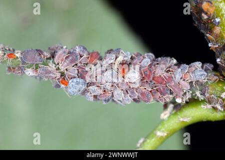 Birnengras-Blattlaus (Melanaphis pyraria) und Birnenpsychologie, Europäischer Birnensauger (Cacopsylla pyri). Eine Kolonie flügelloser Insekten auf Birnenblatt und Triebe. Stockfoto