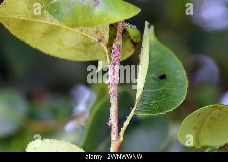 Birnengras-Blattlaus (Melanaphis pyraria). Eine Kolonie flügelloser Insekten auf Birnenblatt und Triebe. Stockfoto