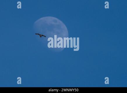 Gewöhnlicher Bussard im Flug mit Mond hinter, Cardigan, Wales Stockfoto