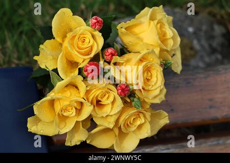 Gelbe Rosen Stockfoto