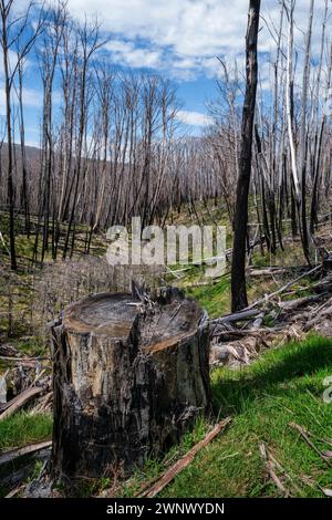 Bäume verbrannten in einem Buschfeuer, Dead Horse Gap, New South Wales, Australien Stockfoto