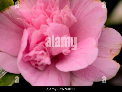 Zwei Bilder werden in der Nähe einer Rosenblume, einem weichen und zarten floralen Hintergrund kombiniert Stockfoto