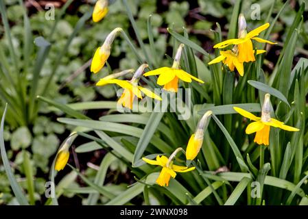 Nahaufnahme an einem hellen, sonnigen Frühlingstag mit gelben Narzissen, die im Gras wachsen Stockfoto
