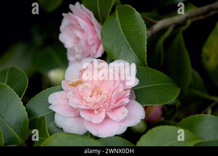 Nahaufnahme der Rosenblume, weicher und zarter floraler Hintergrund Stockfoto