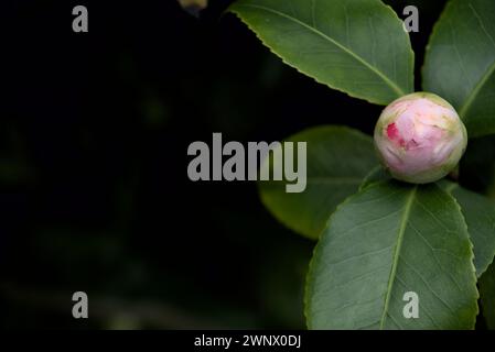 Nahaufnahme der Rosenblume, weicher und zarter floraler Hintergrund Stockfoto