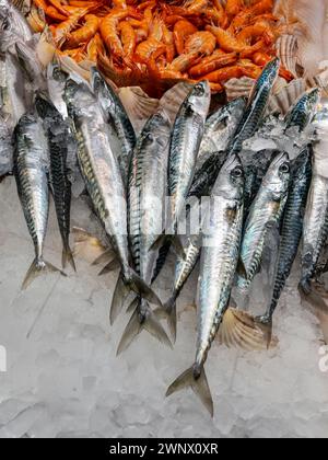 Frische Makrele auf zerstoßenem Eis mit Garnelen im Hintergrund auf der Theke des Fischhändlers Stockfoto