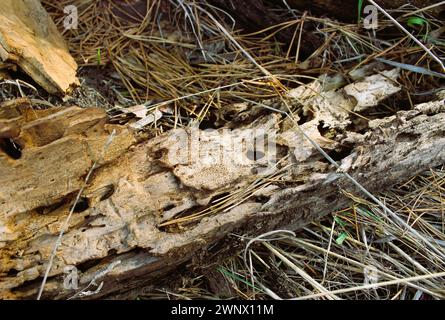 Alte Rinde mit Löchern, die Holzkäfer auf Einem Waldgrund hinterlassen haben Stockfoto