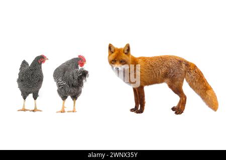 Hahn und Fuchs isoliert auf weißem Hintergrund Stockfoto