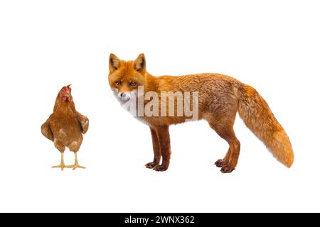 Hahn und Fuchs isoliert auf weißem Hintergrund Stockfoto