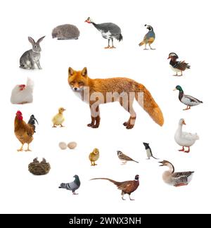 Und was der Fuchs isst, isoliert auf weißem Hintergrund Stockfoto