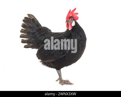 Schwarzes Huhn auf weißem Hintergrund Stockfoto