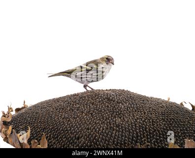 Weibliches Sisskin sitzt auf einer Sonnenblume isoliert auf weißem Hintergrund, Studio-Aufnahme Stockfoto