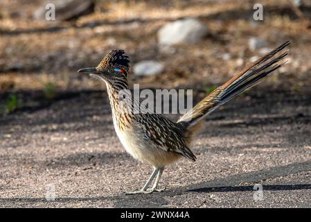 Ein Roadrunner in Arizona Stockfoto