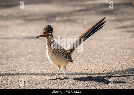 Ein Roadrunner in Arizona Stockfoto