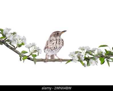 Lieddrossel (Turdus philomelos) auf einem Birnenbaum im Frühjahr isoliert auf weißem Hintergrund Stockfoto