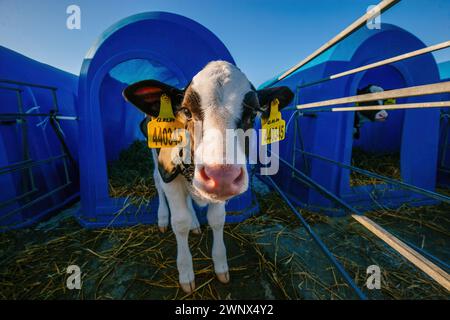 Junges Holstein-Kalb im blauen Kalbshaus auf dem Tagebuchhof. Stockfoto