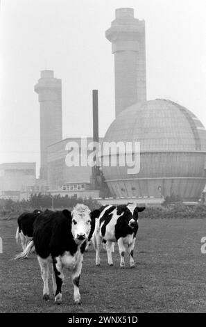 Windscale und Calder Nuclear Processing Plant, British Nuclear Fuels. Die Windscale-Pfähle waren zwei luftgekühlte, graphitgemäßigte Kernreaktoren auf dem Windscale-Kernkraftwerk in Cumberland (heute bekannt als Sellafield-Standort, Cumbria), die giftige Milch aus diesen Farmen im Schatten des Kernkraftwerks produziert wurde. Windscale, Cumbria, England 1983. HOMER SYKES AUS DEN 1980ER JAHREN Stockfoto