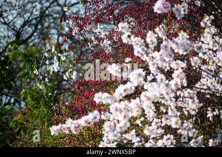 Blühender Kirschbaum (Sakura) Prunus avium, Budapest, Ungarn Stockfoto