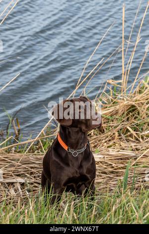 labrador und springer Spaniel Kreuzhund Labradinger springador springerdor Schütze sitzend und wartend. Stockfoto