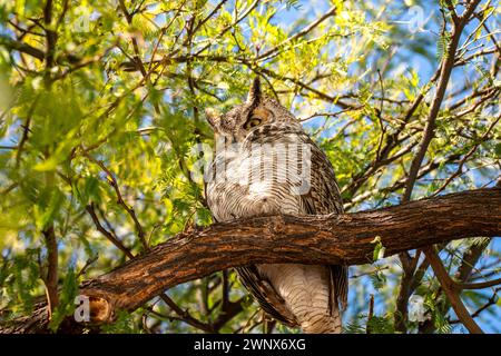 Great Horned Owl in einem Baum Stockfoto