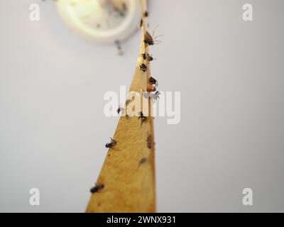 Klebendes Insektizidband zum Schutz vor Kriechern und fliegenden Insekten, aufgehängt unter der Leinwand neben der Lampe. Festsitzende und tote Fliegen, Käfer Stockfoto